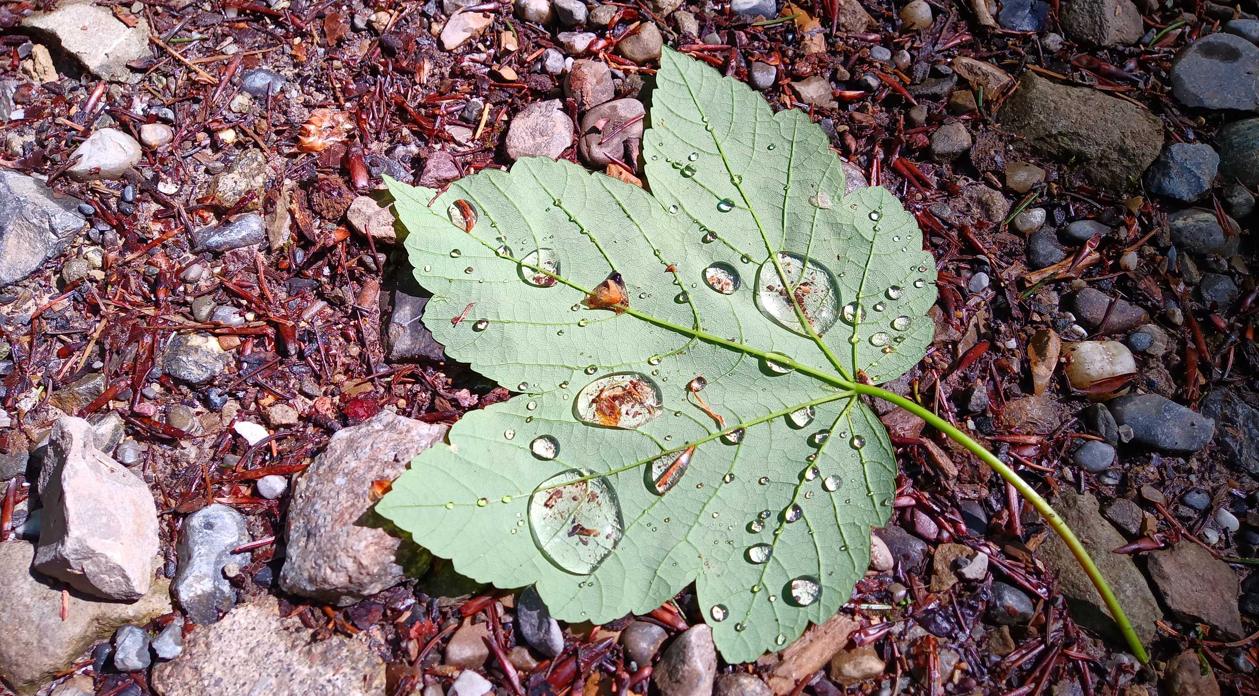 Leaf on forrest floor with rain droplets