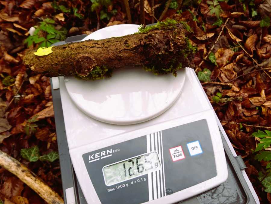 Wood_Weight_Measurement